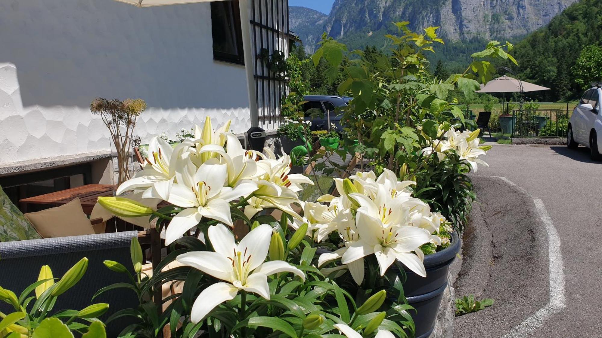 Haus Alpenblick Apartment Obertraun Bagian luar foto