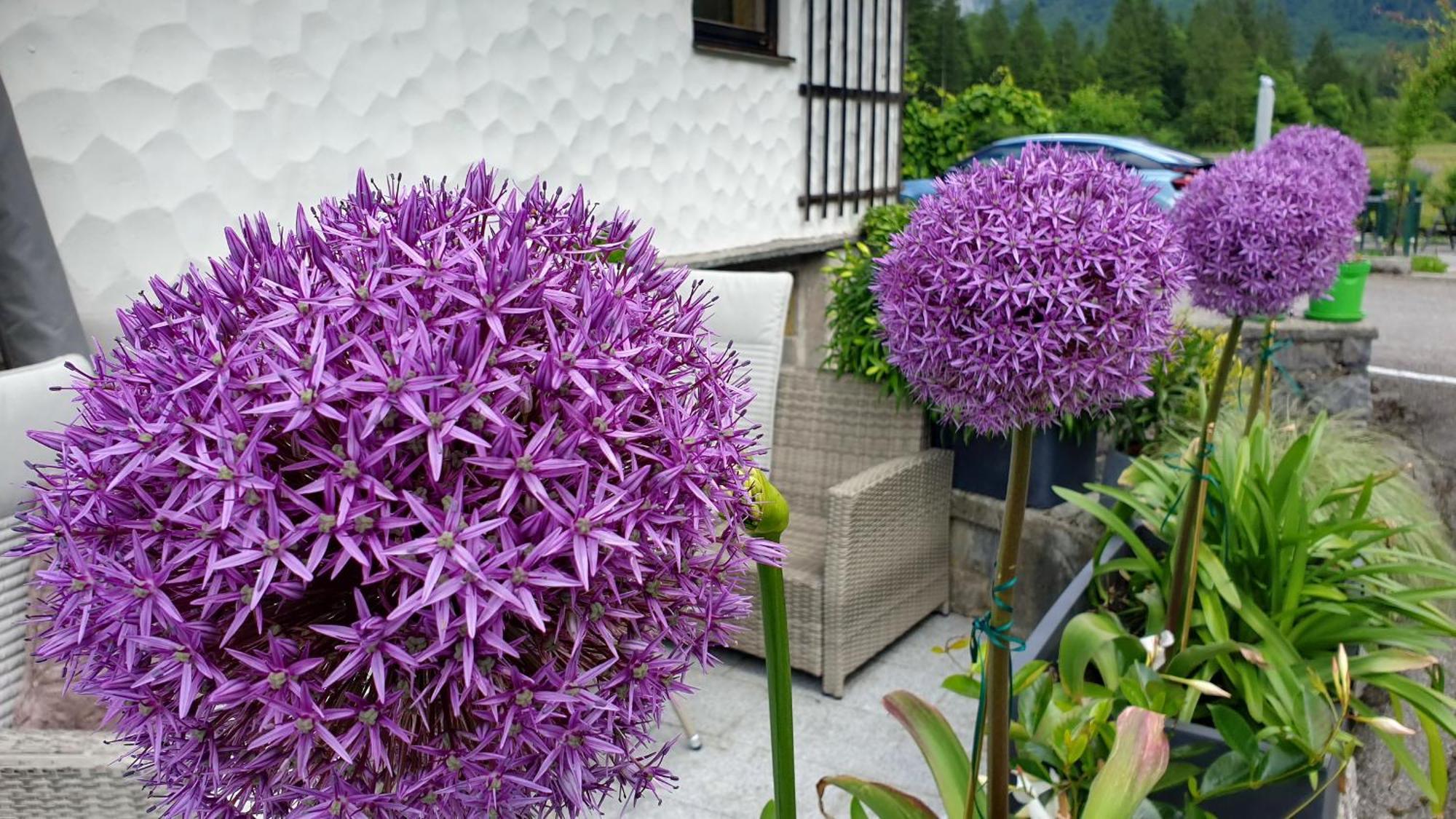 Haus Alpenblick Apartment Obertraun Bagian luar foto