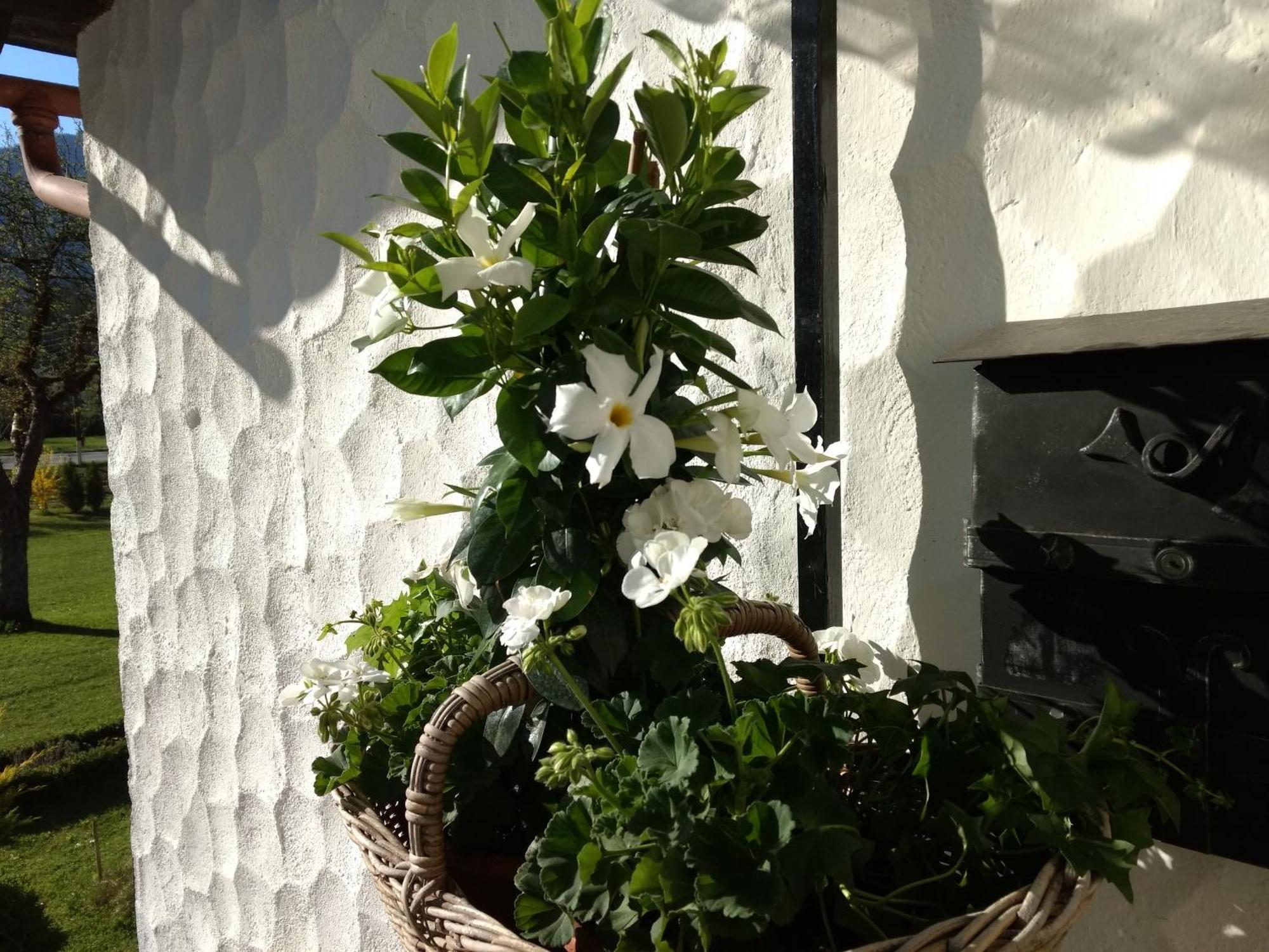 Haus Alpenblick Apartment Obertraun Bagian luar foto